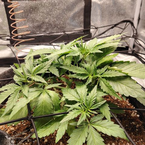 Auto Moon Rock Divine Seeds growlog timeline photo