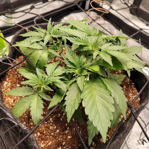 Auto Moon Rock Divine Seeds growlog timeline photo