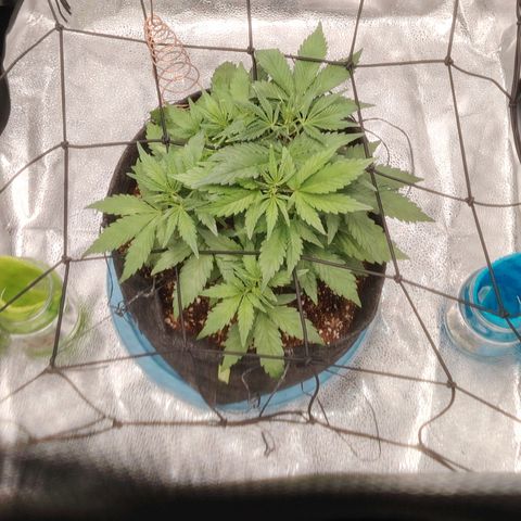 Auto Moon Rock Divine Seeds growlog timeline photo