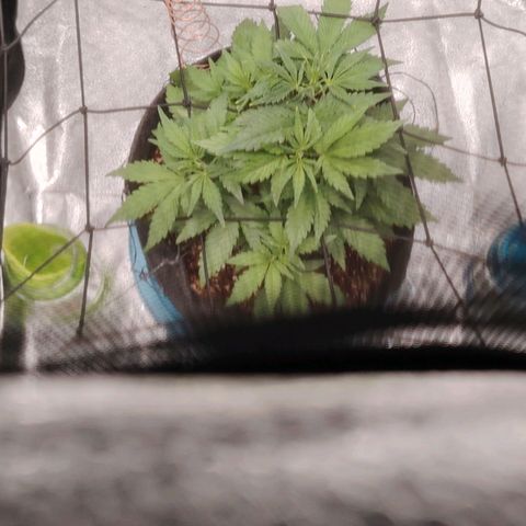 Auto Moon Rock Divine Seeds growlog timeline photo