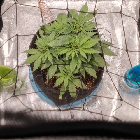 Auto Moon Rock Divine Seeds growlog timeline photo