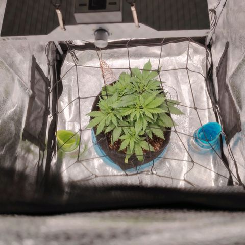 Auto Moon Rock Divine Seeds growlog timeline photo