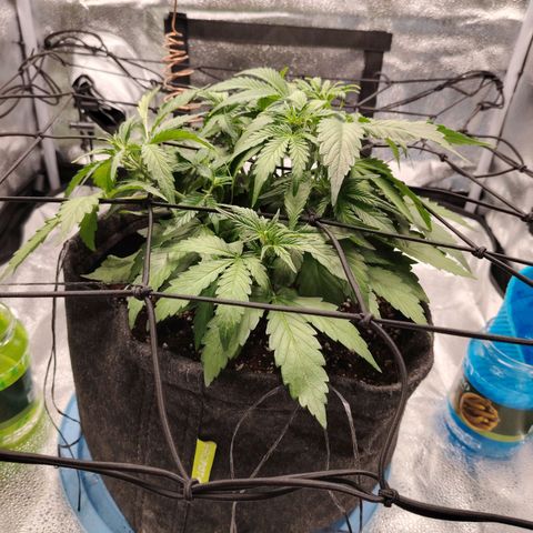 Auto Moon Rock Divine Seeds growlog timeline photo