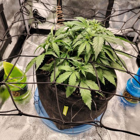 Auto Moon Rock Divine Seeds growlog timeline photo