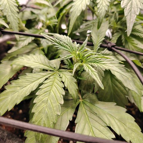 Auto Moon Rock Divine Seeds growlog timeline photo