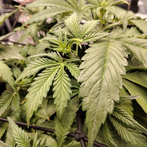Auto Moon Rock Divine Seeds growlog timeline photo