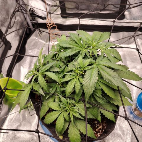 Auto Moon Rock Divine Seeds growlog timeline photo