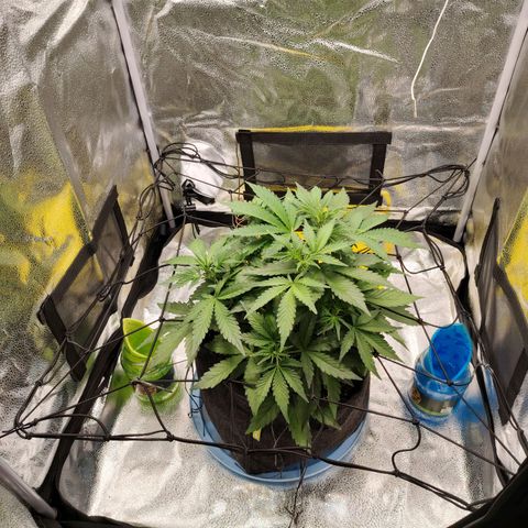 Auto Moon Rock Divine Seeds growlog timeline photo