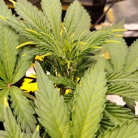 Auto Moon Rock Divine Seeds growlog timeline photo