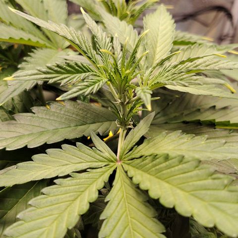 Auto Moon Rock Divine Seeds growlog timeline photo