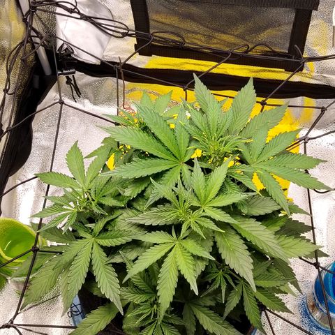 Auto Moon Rock Divine Seeds growlog timeline photo
