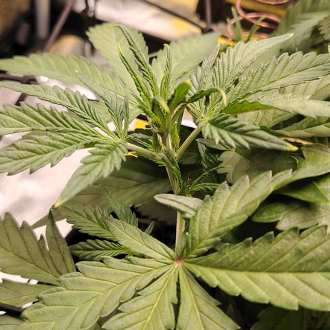 Auto Moon Rock Divine Seeds growlog timeline photo