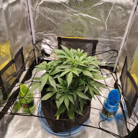 Auto Moon Rock Divine Seeds growlog timeline photo