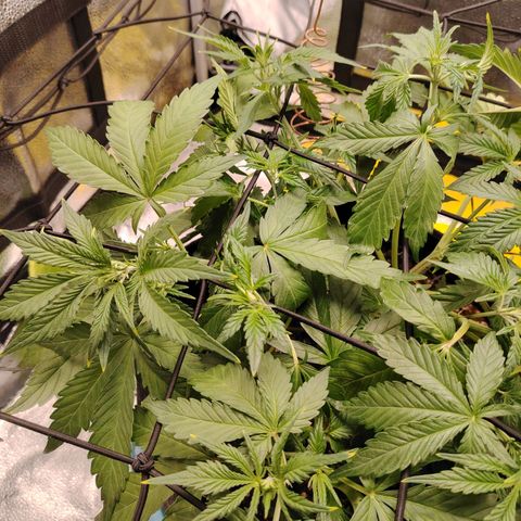 Auto Moon Rock Divine Seeds growlog timeline photo
