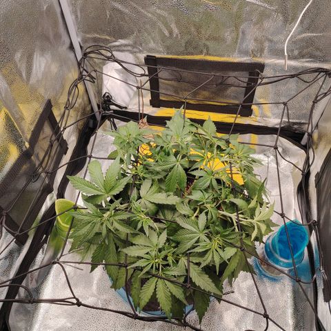 Auto Moon Rock Divine Seeds growlog timeline photo