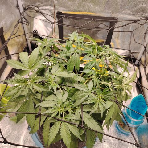 Auto Moon Rock Divine Seeds growlog timeline photo