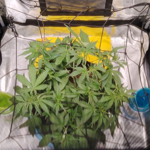 Auto Moon Rock Divine Seeds growlog timeline photo