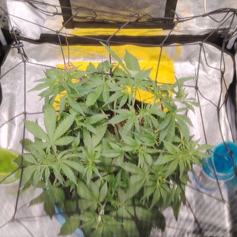 Auto Moon Rock Divine Seeds growlog timeline photo