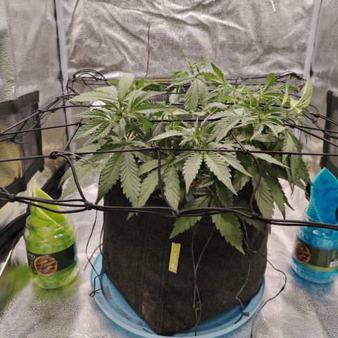 Auto Moon Rock Divine Seeds growlog timeline photo