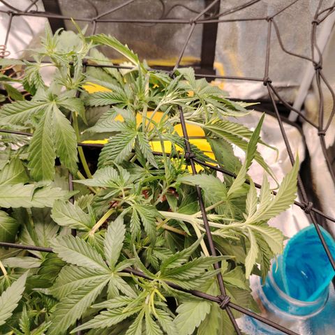 Auto Moon Rock Divine Seeds growlog timeline photo