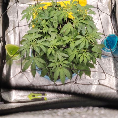 Auto Moon Rock Divine Seeds growlog timeline photo