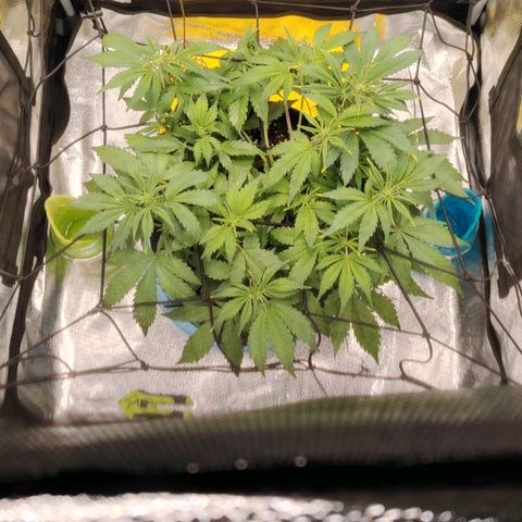 Auto Moon Rock Divine Seeds growlog timeline photo