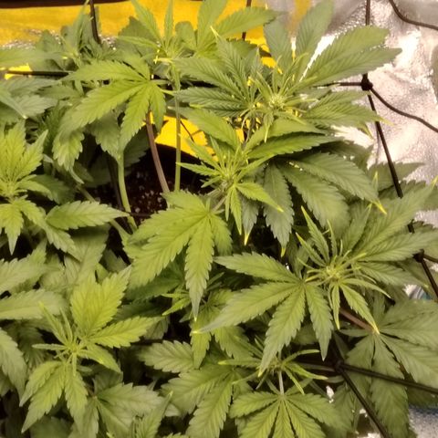 Auto Moon Rock Divine Seeds growlog timeline photo