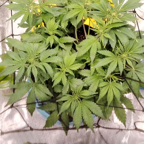 Auto Moon Rock Divine Seeds growlog timeline photo