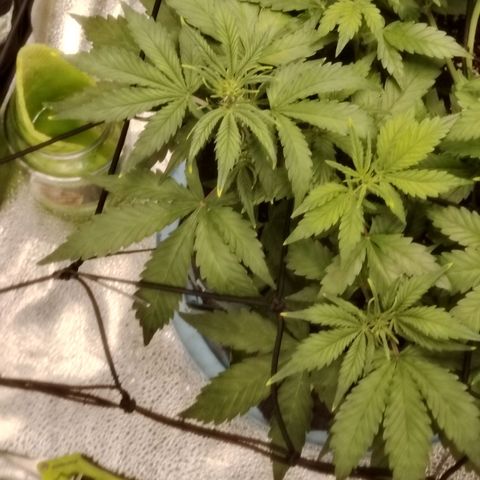 Auto Moon Rock Divine Seeds growlog timeline photo