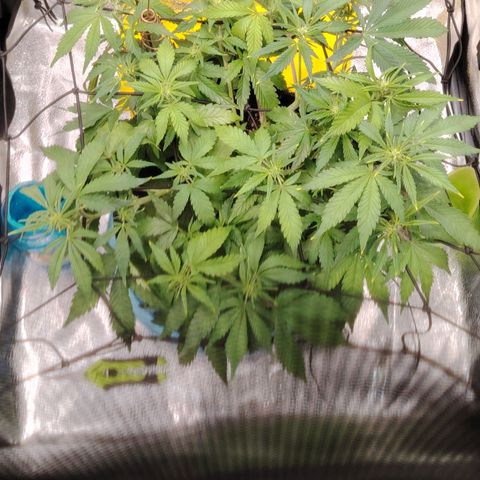 Auto Moon Rock Divine Seeds growlog timeline photo