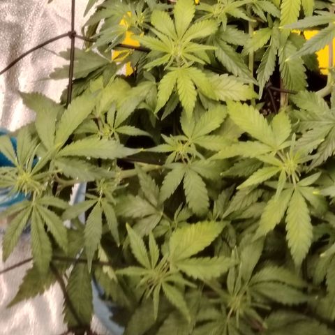 Auto Moon Rock Divine Seeds growlog timeline photo