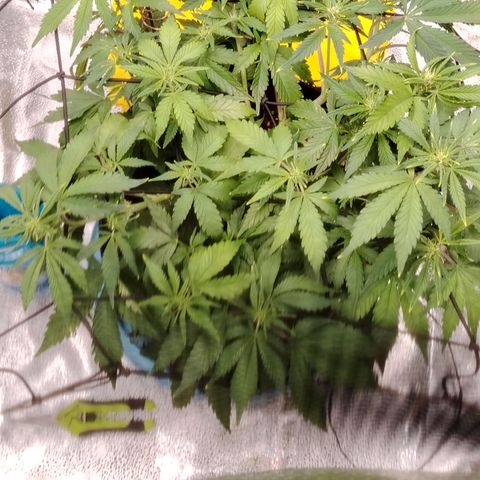 Auto Moon Rock Divine Seeds growlog timeline photo