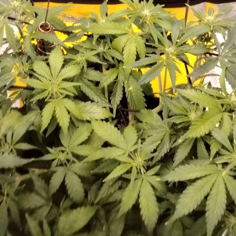 Auto Moon Rock Divine Seeds growlog timeline photo