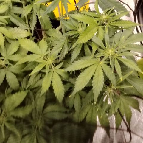 Auto Moon Rock Divine Seeds growlog timeline photo