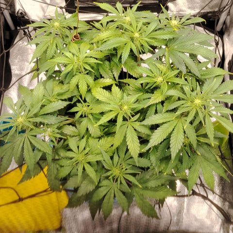 Auto Moon Rock Divine Seeds growlog timeline photo