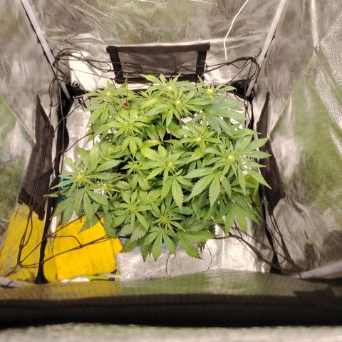 Auto Moon Rock Divine Seeds growlog timeline photo