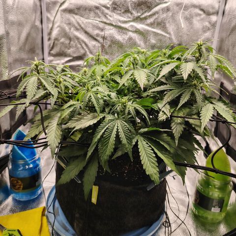 Auto Moon Rock Divine Seeds growlog timeline photo
