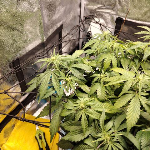 Auto Moon Rock Divine Seeds growlog timeline photo