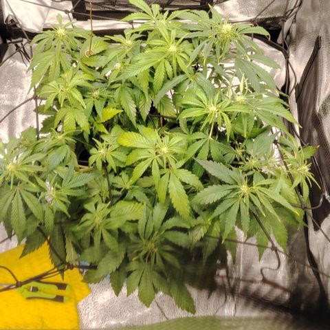 Auto Moon Rock Divine Seeds growlog timeline photo