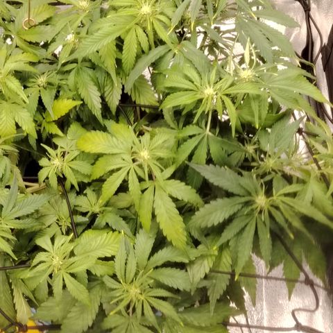 Auto Moon Rock Divine Seeds growlog timeline photo