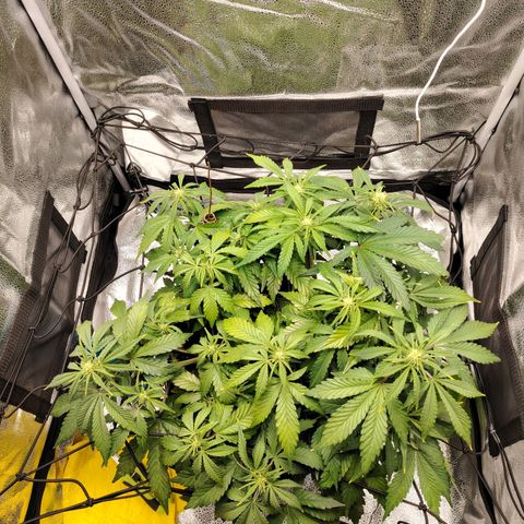 Auto Moon Rock Divine Seeds growlog timeline photo