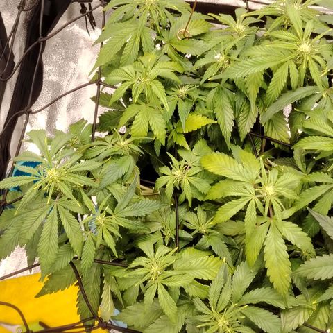 Auto Moon Rock Divine Seeds growlog timeline photo