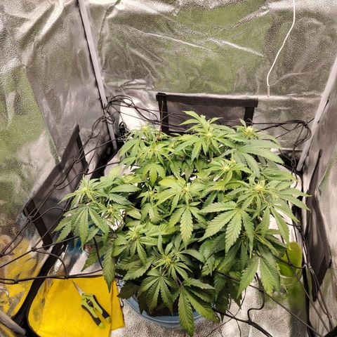 Auto Moon Rock Divine Seeds growlog timeline photo