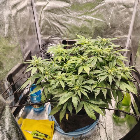 Auto Moon Rock Divine Seeds growlog timeline photo