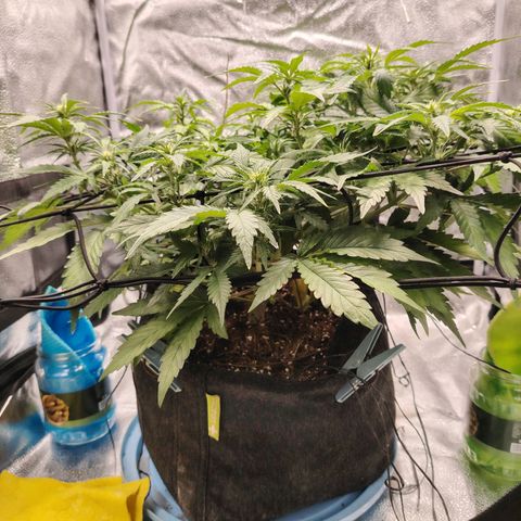 Auto Moon Rock Divine Seeds growlog timeline photo