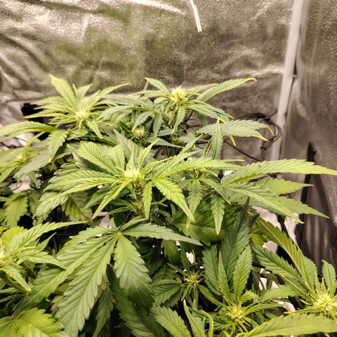 Auto Moon Rock Divine Seeds growlog timeline photo
