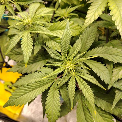 Auto Moon Rock Divine Seeds growlog timeline photo