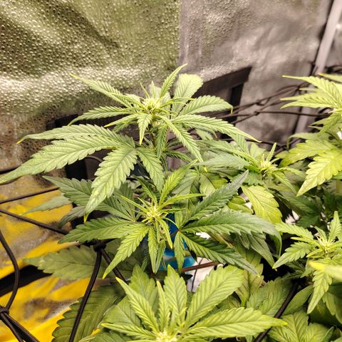 Auto Moon Rock Divine Seeds growlog timeline photo
