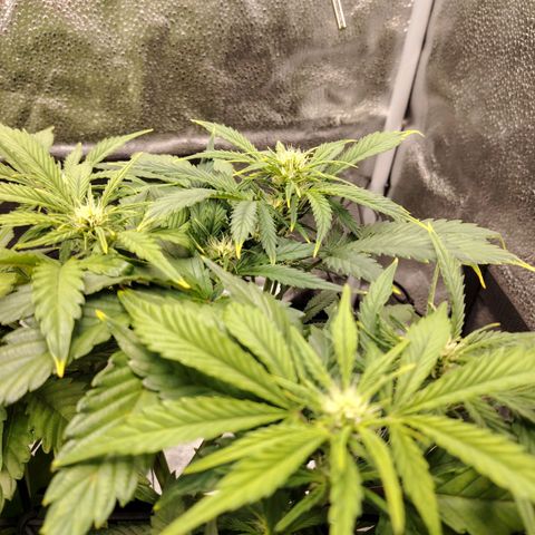Auto Moon Rock Divine Seeds growlog timeline photo