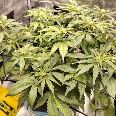 Auto Moon Rock Divine Seeds growlog timeline photo